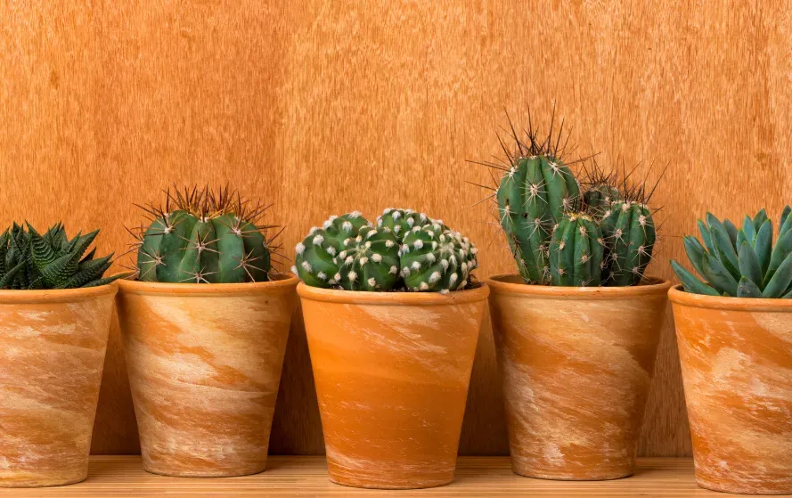 Barish Mein Saanp Bhagane Ke Upay