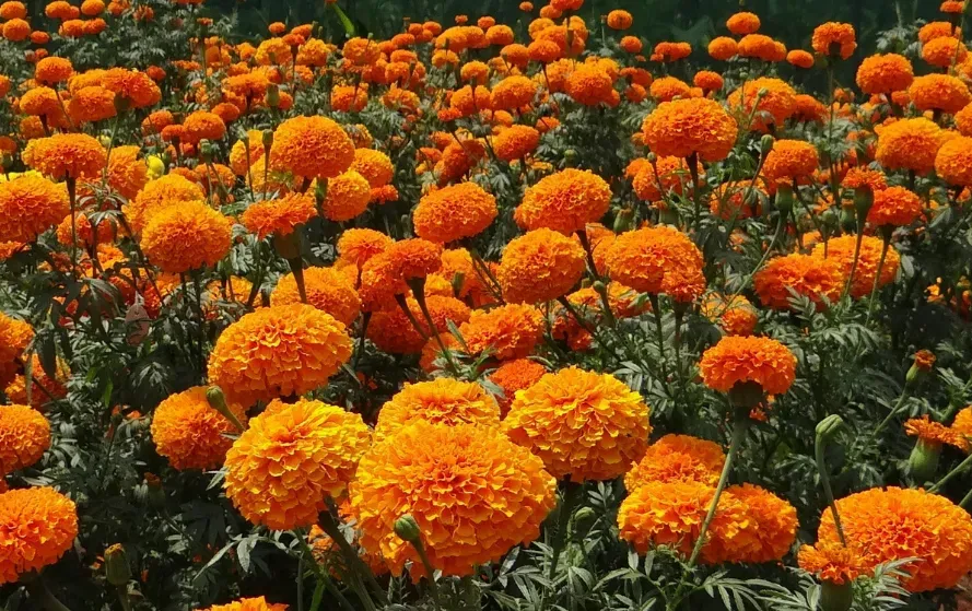 Barish Mein Saanp Bhagane Ke Upay