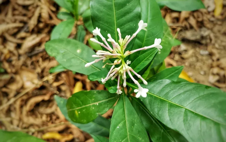 Barish Mein Saanp Bhagane Ke Upay