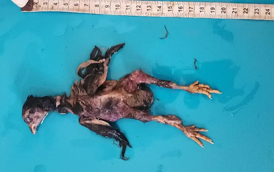 Ambikapur Jinda Murga Eats