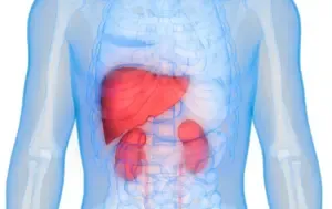 liver and kidney