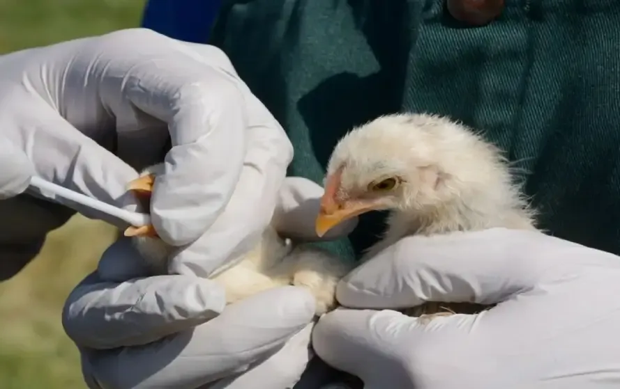 CG Koria Bird Flu Alert