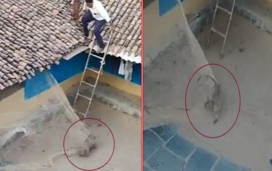 CG Leopard Terror Video