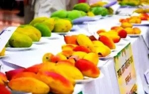 CG National Mango Festival 2025