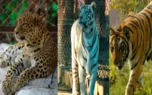 CG Zoological Park Tiger