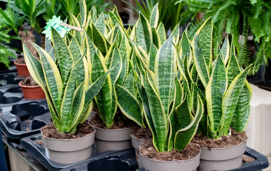 Barish Mein Saanp Bhagane Ke Upay