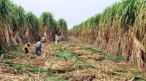 CG Sugarcane Farmers Diwali Bonus