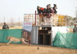 Cheetah Project GandhiSagar Sanctuary