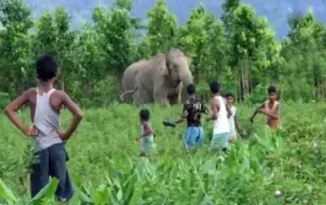 Chhattisgarh Elephants Death Case