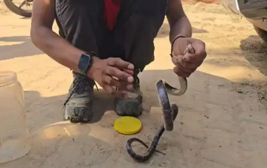 Chhattisgarh Snakebite