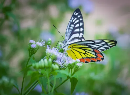 Common Jezebel butterfly