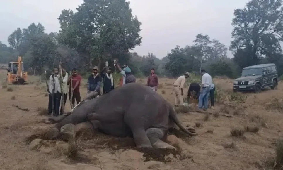 Elephants Died In Bandhavgarh