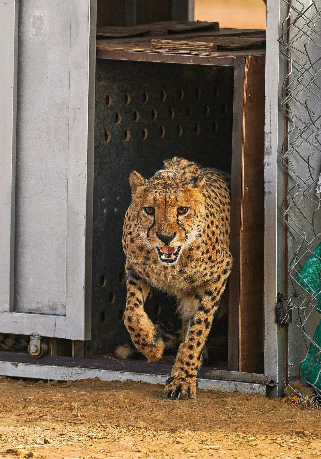 Cheetah Project GandhiSagar Sanctuary