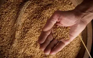  Monsoon 2025 wheat prevention tips 