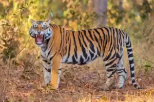 Kanha National Park Tiger mp