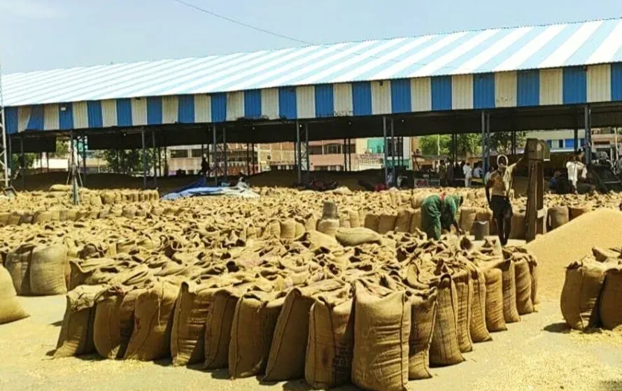 MP MSP wheat purchase (1)