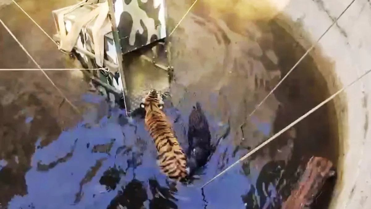 MP Tiger Boar Rescue Seoni Pench National Park