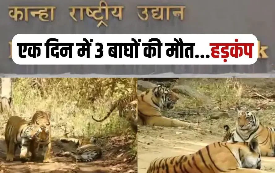MP Tiger Death