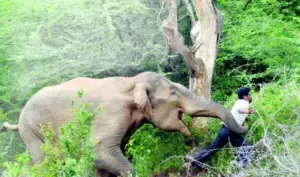 MP Wild Elephant Control Expert Committee