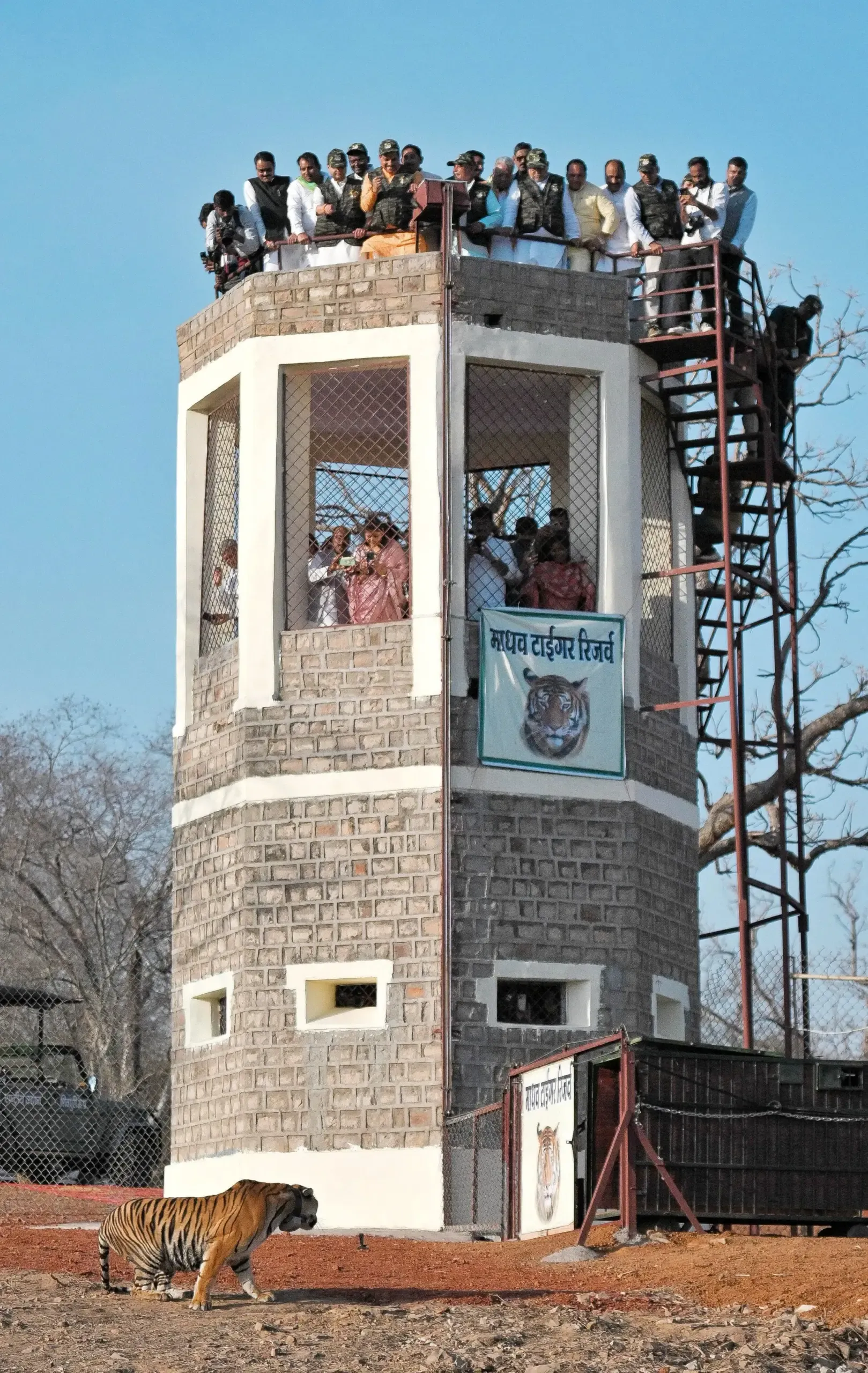 Madhav Tiger Reserve Female Tiger Release