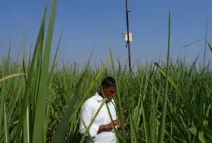  Microsoft Kisan Madad