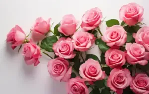 Pink Roses
