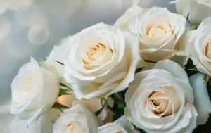 White roses