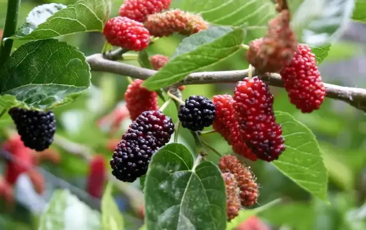 Mulberry Health Benefits