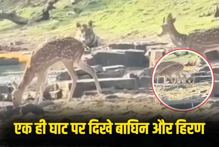 Tiger and Deer Viral Video