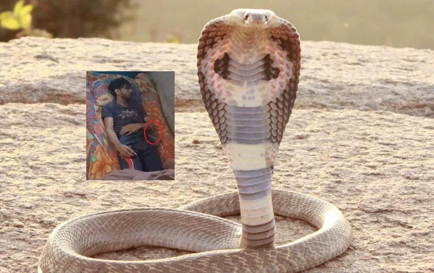 UP Meerut Man Dies Snake Bite 10 Times