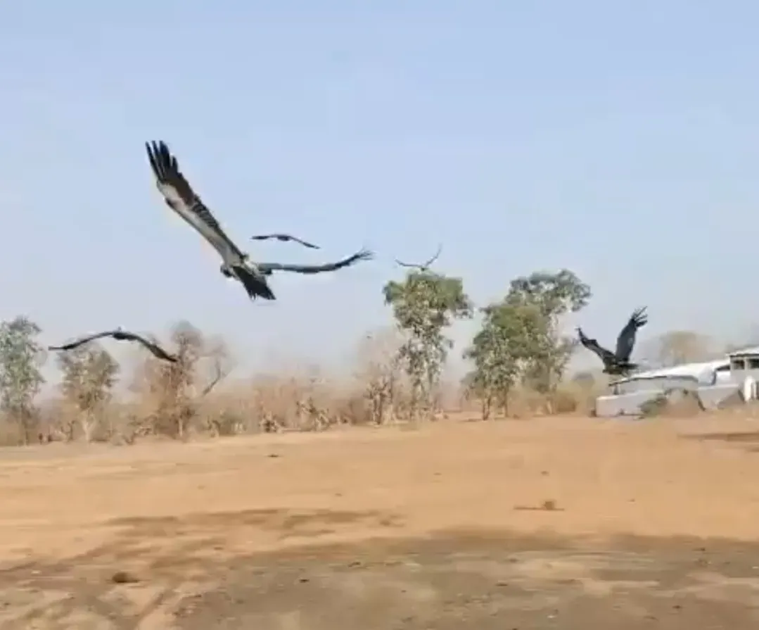Mp State Forest Department endangered survey vultures