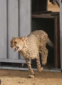 Cheetah Project GandhiSagar Sanctuary