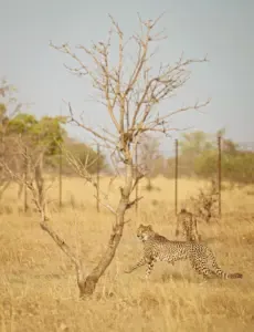 Cheetah Project GandhiSagar Sanctuary