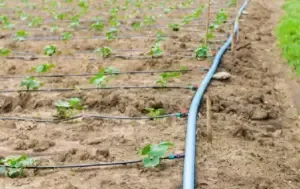 Drip Irrigation System Chhattisgarh