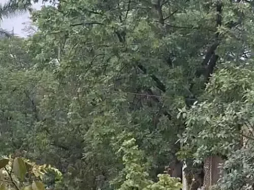 Chhattisgarh Monsoon Weather Update 25 June - 26 June