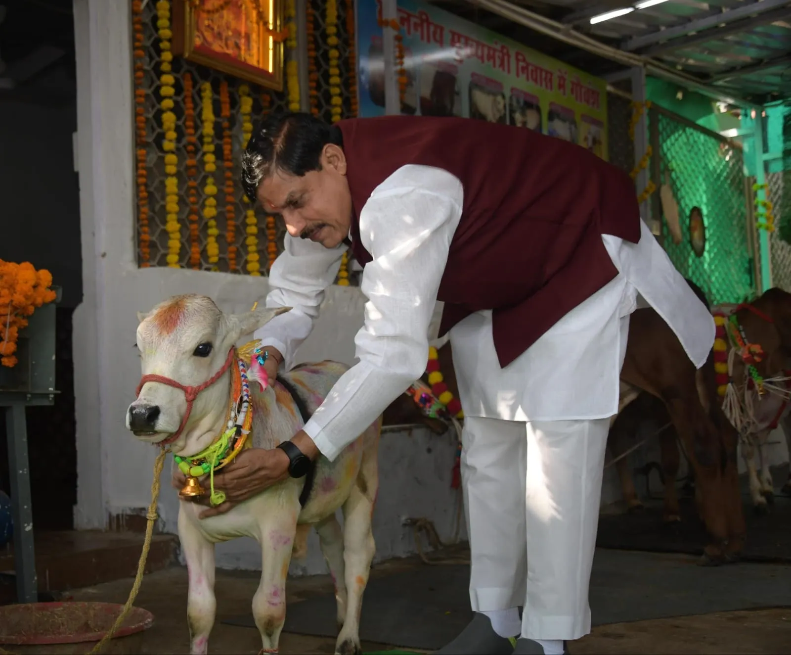 cow cm mohan