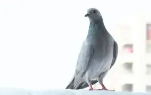 बालकनी की रेगुलर सफाई करें