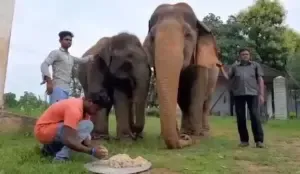 female elephant Vatsala death Panna Tiger Reserve