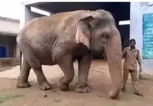 female elephant Vatsala death Panna Tiger Reserve Madhya Pradesh