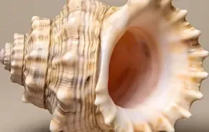 Shankh Health Benefits