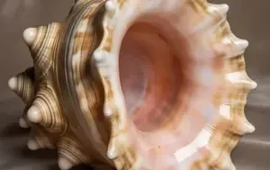 Shankh Health Benefits