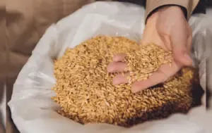  Monsoon 2025 wheat prevention tips 