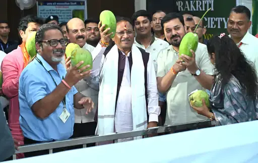 CM Sai picked up the biggest Hathijhul mango