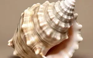 Shankh Health Benefits