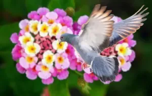 तीखी गंध वाले पौधे लगाएं