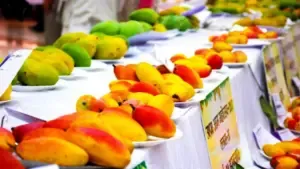 lucknow mango festival