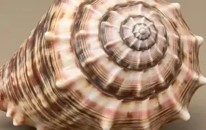 Shankh Health Benefits