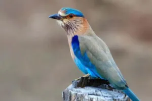 neelkanth darshan on Dussehra