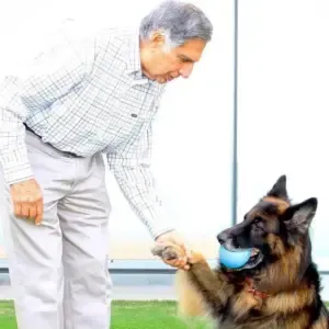 ratan tata dog tito