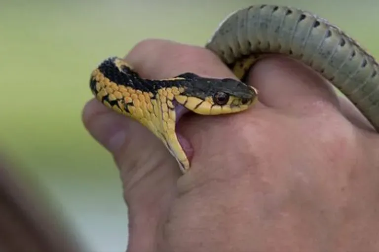 snake bite hindi news